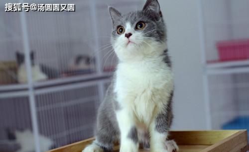 吸水性是不错|【养宠经验】喷浆豆渣能做猫砂吗？湿豆渣可以做猫砂嘛？