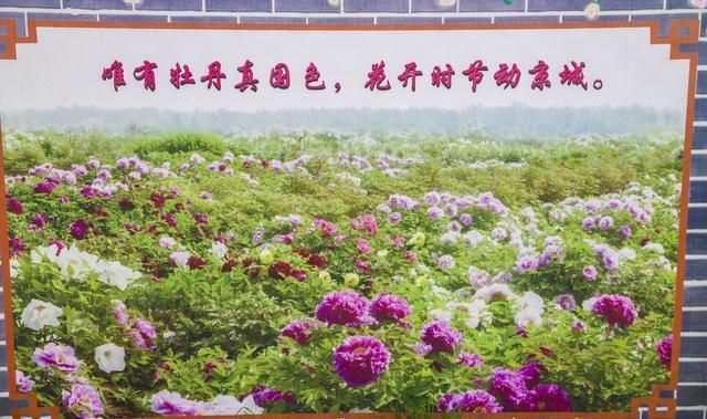  山镇|藏在宝山镇的美丽花园，不仅大丽花花开迷人眼，更有牡丹玉笑珠香