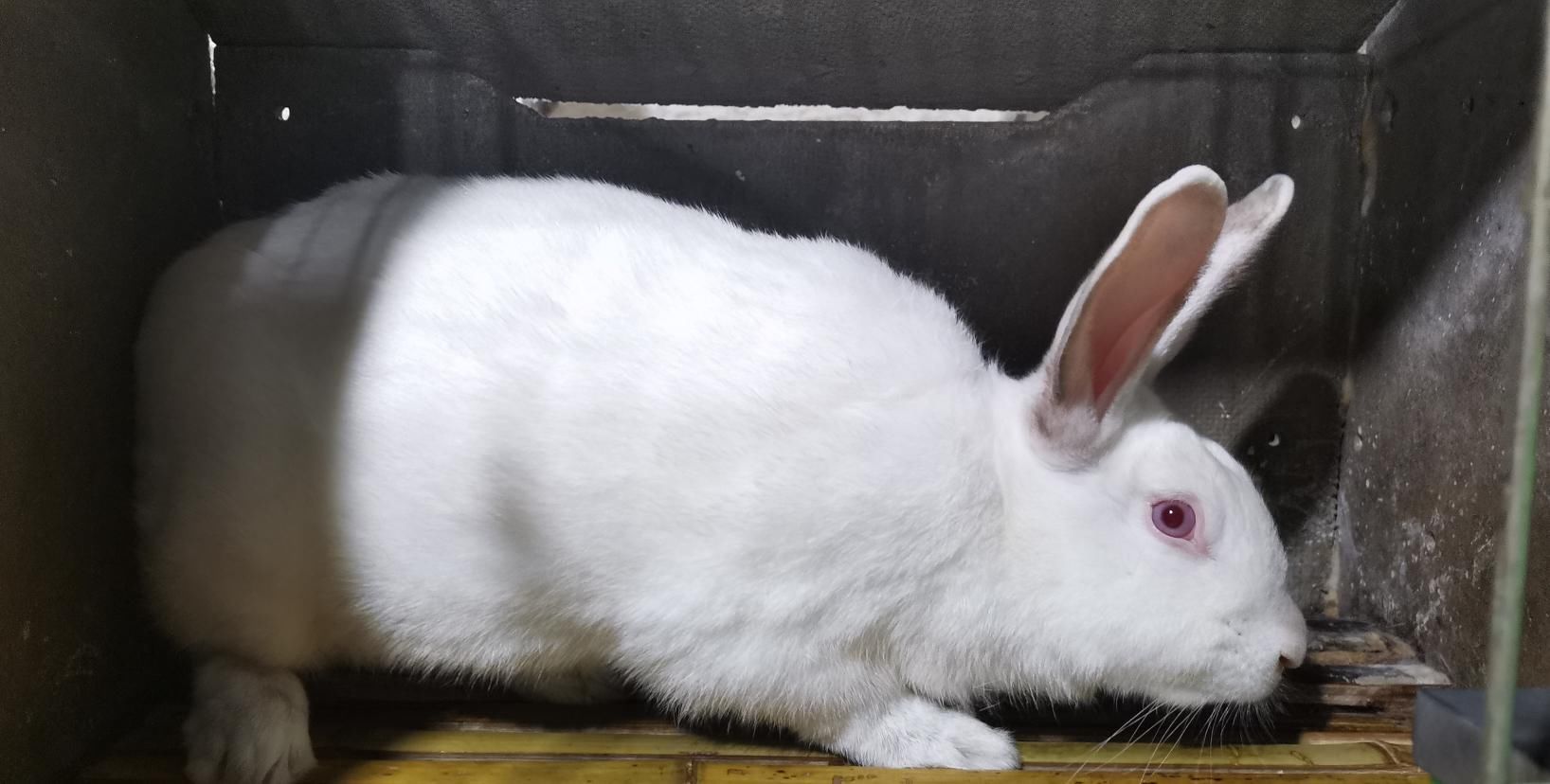  公兔|种公兔的饲养和管理注意事项