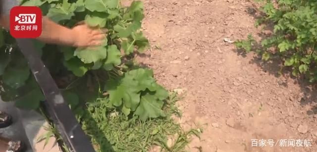  高空|小区两只小狗先后被高空抛下致死！高空抛物几时休？