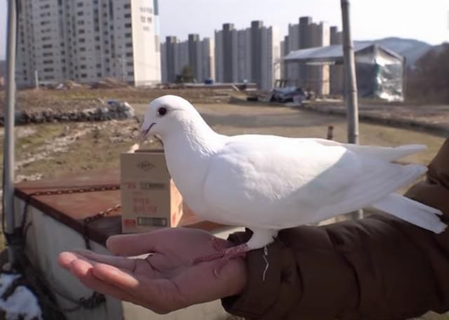 找上门|白鸽缠上大爷,却被邻居找上门,鸽子:我是自己飞来找他的你信吗