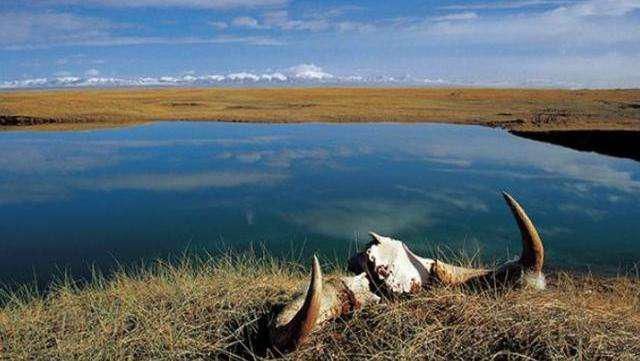 发现|女大学生在青海被发现时，已经只剩下骨头，她真的是自杀？