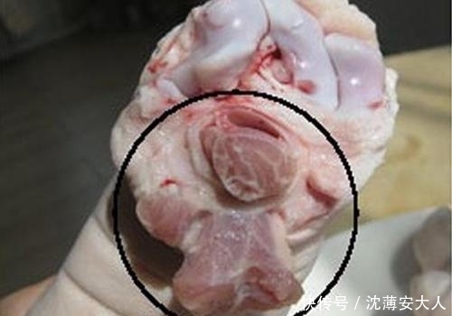 猪蹄|同样是猪蹄,要学会区分前脚和后脚,两种猪蹄,口感上差别很大