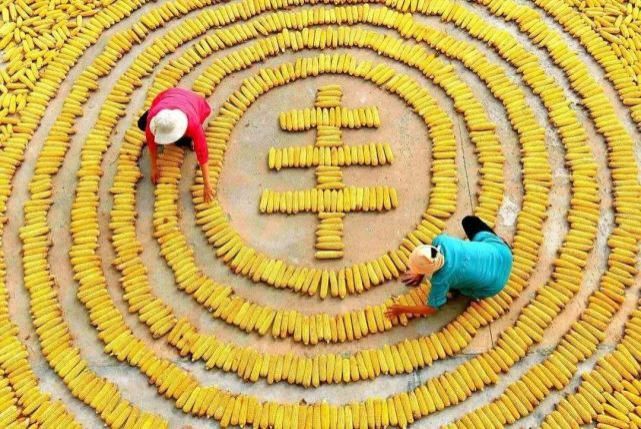 收集|就在明天!海沧 “丰收集”!