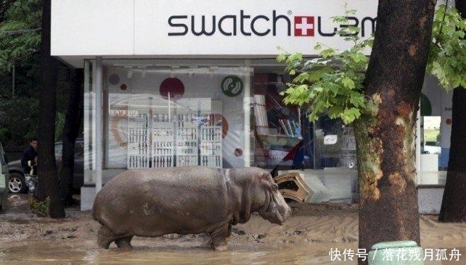  陷入|直击: 陷入各种“困境”的动物奇葩瞬间