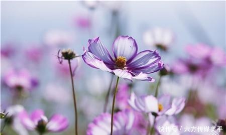 简直|简直不要太美!15亩格桑花点燃西华湿地
