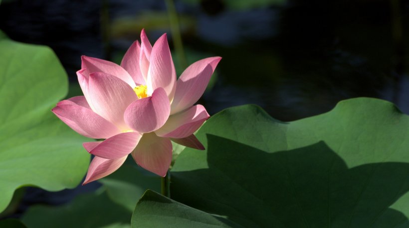  四大|8月开始运势一路走高，财运朽木逢春，富贵来袭的四大属相