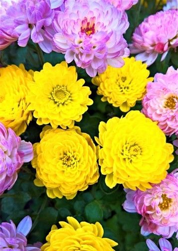  连连|8月份开始金钱运极旺，财运亨通好运连连，赚得满满当当的4大生肖