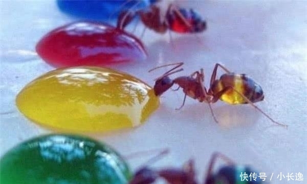 蚂蚁|这种蚂蚁很贪吃,自己喝蜜水把肚子吃成球,被当地人当零食生吃