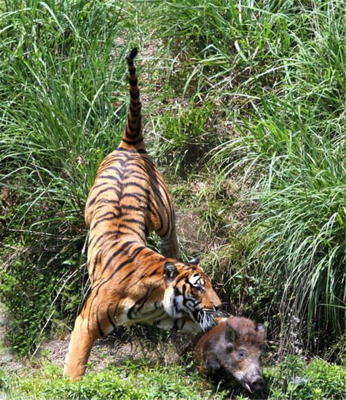  产仔|华南虎拯救计划：5只华南虎送非洲，产仔不到30只，如今何去何从