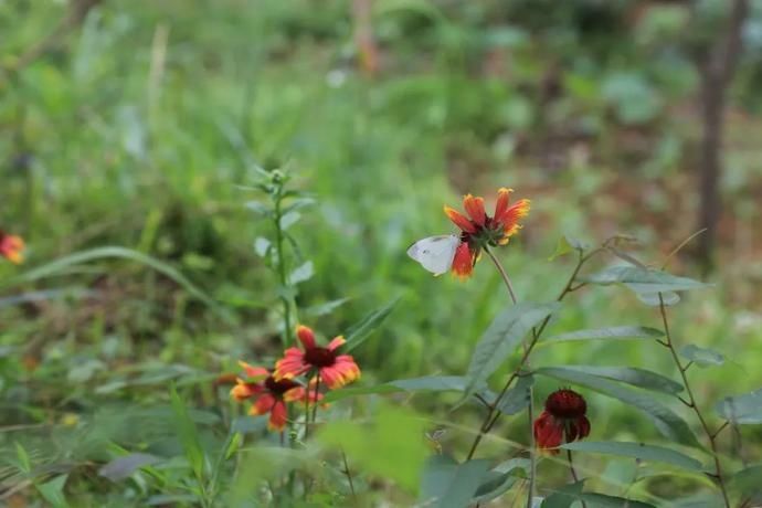  黄岗|村光灿烂 | 如果认识陶渊明，我一定让他到黄岗来。