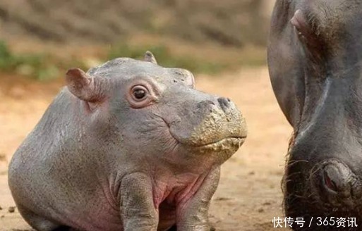 威风|神反差假如动物没有脖子, 狼已丧失威风,骆驼却像个“打手”