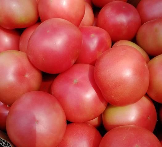 做法|西红柿酱的做法分享,一看就会,保存一年不会坏,健康无添加