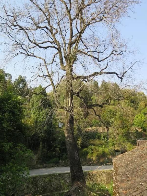  宝树|割树皮灌除草剂，一棵风水宝树“惨遭谋害”是谁狠心下毒手