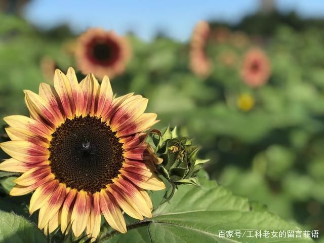 葵花|沈阳花讯通知：朵朵葵花向阳开