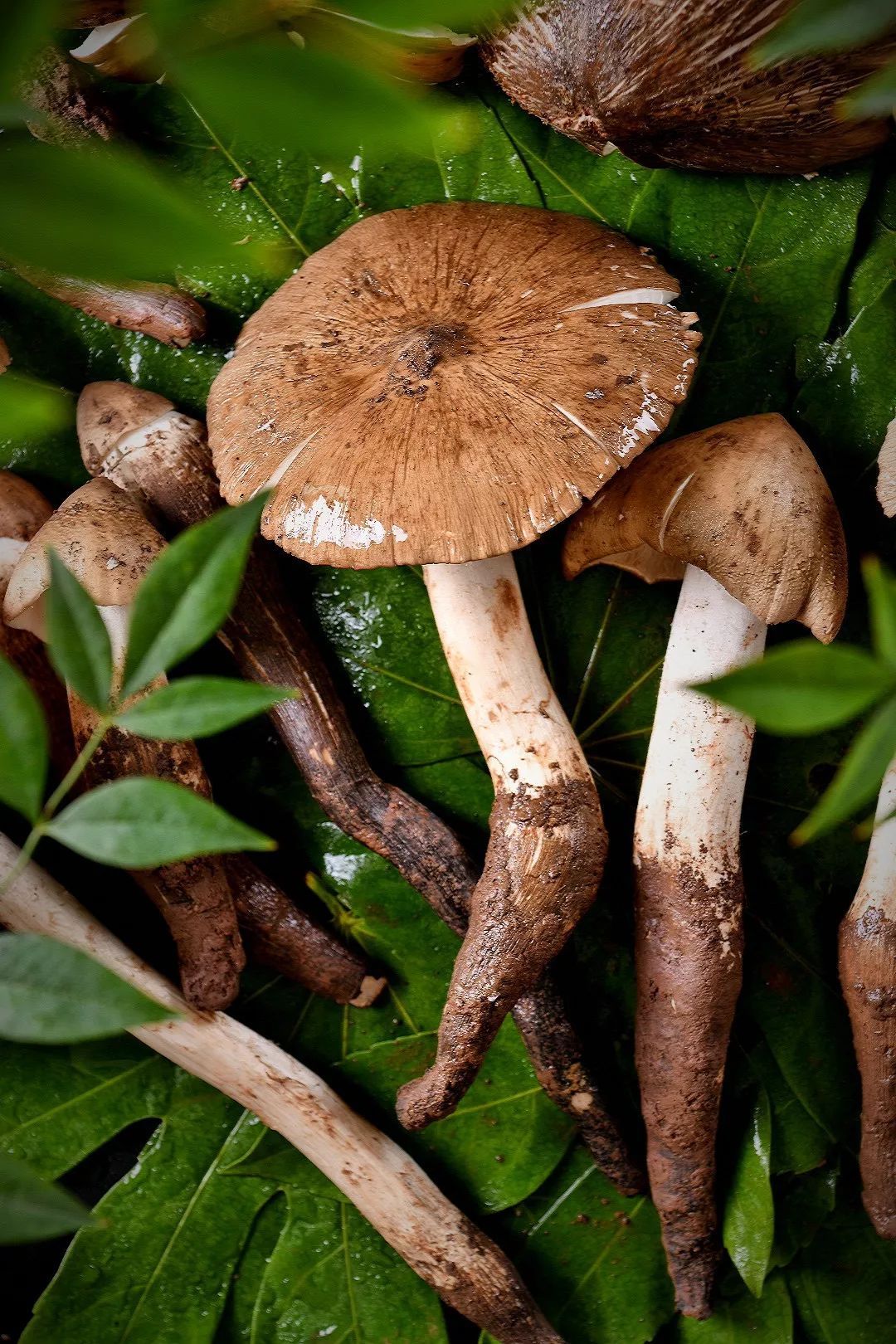  斗鸡|就问你晓得仁寿“斗鸡公”不？