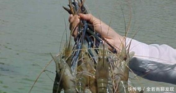 耐不住|罗氏虾过度繁殖“攻占”湄公河,一只虾重达500克,吃货按耐不住了!