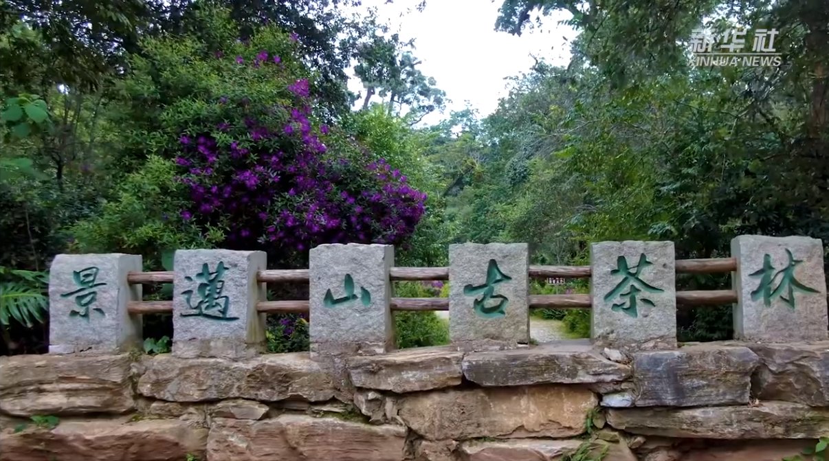 “普洱景迈山古茶林文化景观”申遗成功，成为中国第57项世界遗产