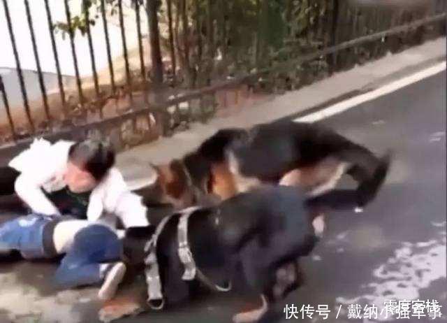  伤害|文明养狗，请不要让你的宝贝伤害到别人的宝贝