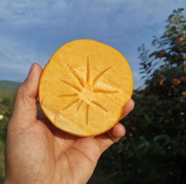 苹果|自带“冰糖心”的云南脆柿,爽似苹果,香甜不带涩