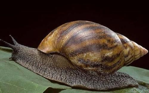  当成|洱海惊现外来物种，携带6000多条寄生虫，却被国人当成餐桌美味