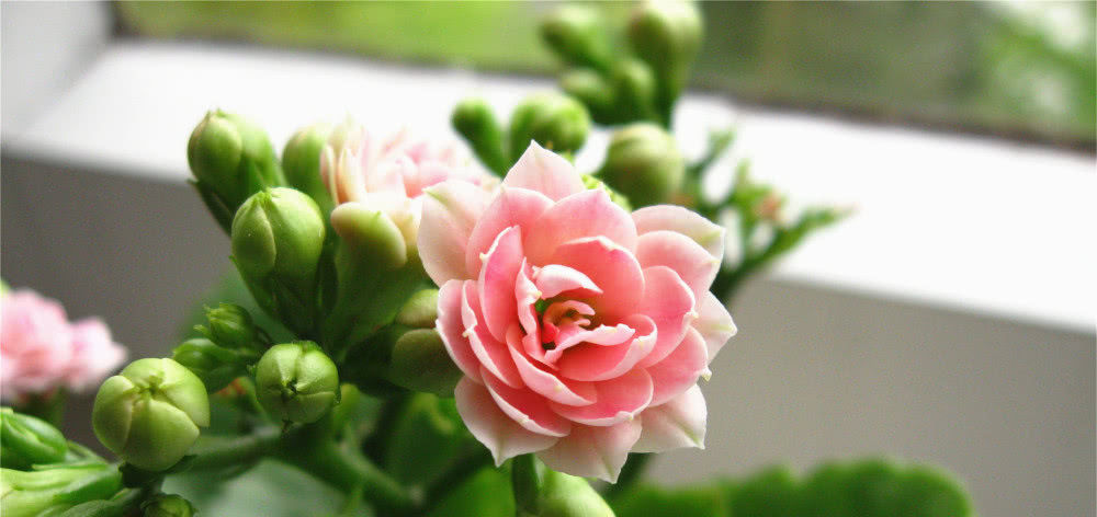  下旬|8月下旬，桃花运爆棚，缘分与桃花邂逅相遇，爱情美满的四大生肖