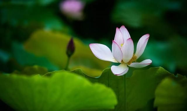  炽热|话说二十四节气 | 大暑：清心静气消暑纳凉 让我们一起经历生命最炽热的温度