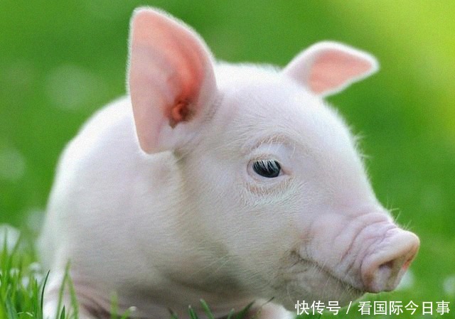 好吃|猪油是中国很好吃的食用油,为什么那么多人不吃?看完你就懂了