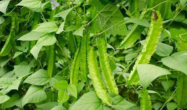  蔬菜|7种长相“奇特”的蔬菜，你见过吗？你敢吃吗？吃过的人忘不掉