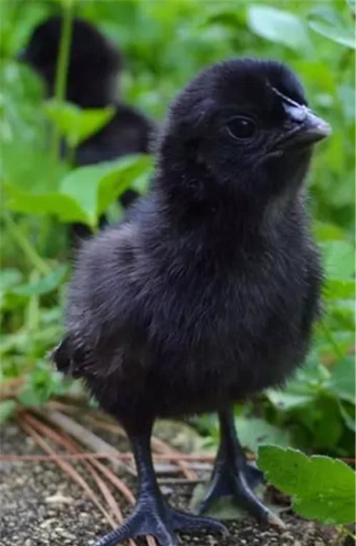 鸡界|600万一只的鸡,堪称鸡界的劳斯莱斯,鸡蛋都是黑色的!