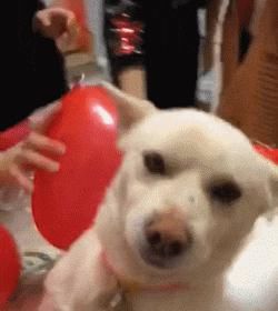 图片|22张图片记录狗狗的日常:第一次吃到了柠檬的狗子