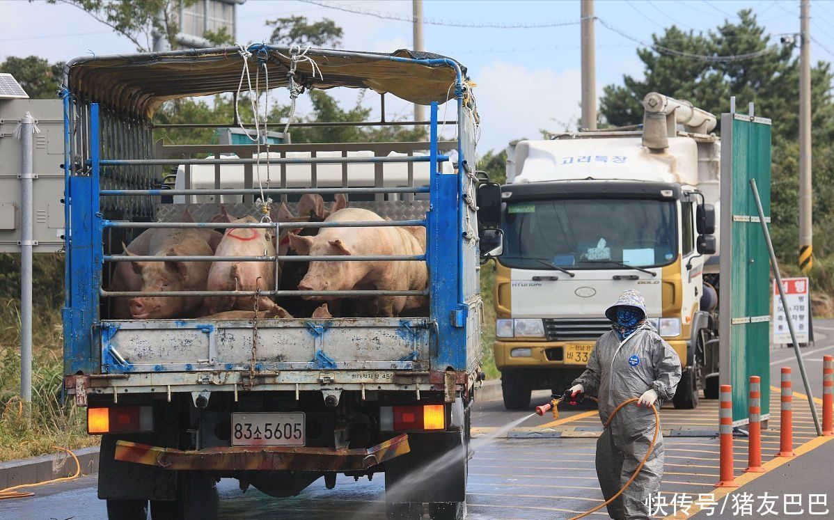 5月27日猪价：窄幅偏强！养殖户出栏节奏加快！发生了啥？