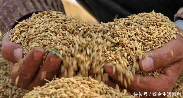 生活中|损失近百万元!400多吨粮食不翼而飞,背后真相惊讶众人