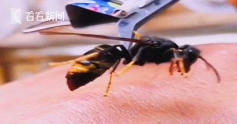 西安市中心医院|近期高发!小伙被它咬一口 脏器受损差点没命
