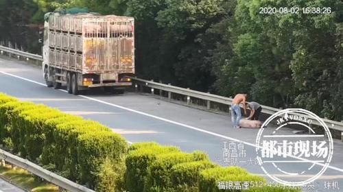  高速|看“傻”了！两男子高速上抱着一头猪，接下来还有神操作