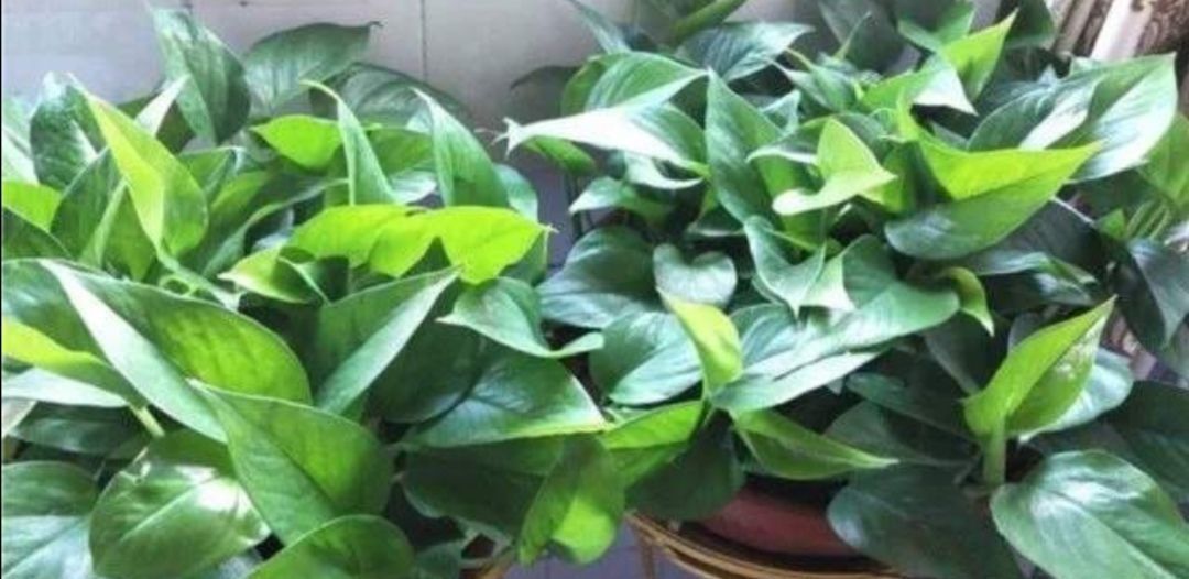 环境|为什么说“一棵绿萝七个鬼”绿萝养在家里到底好不好