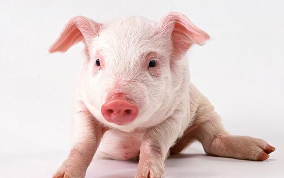  眼里|心理测试：哪只小猪比较可爱？测测你在朋友眼里是什么样的人