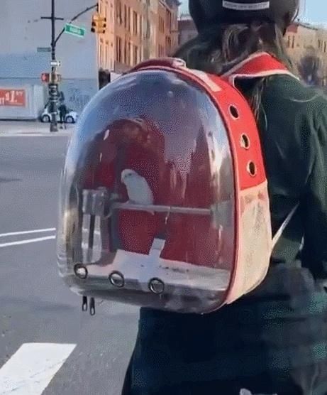  乘坐|美国人怎么喜欢带着宠物猫狗乘坐地铁？爱猫狗人士慎点