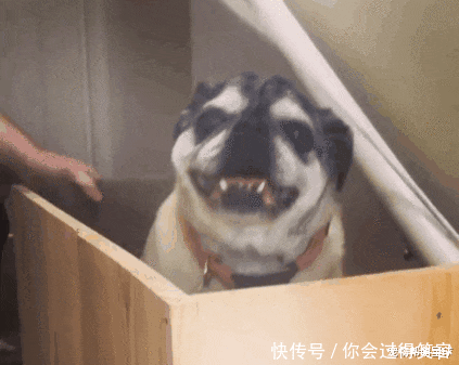 在家|主人亲手在家搭建电梯,十岁残疾狗狗心愿终得实现