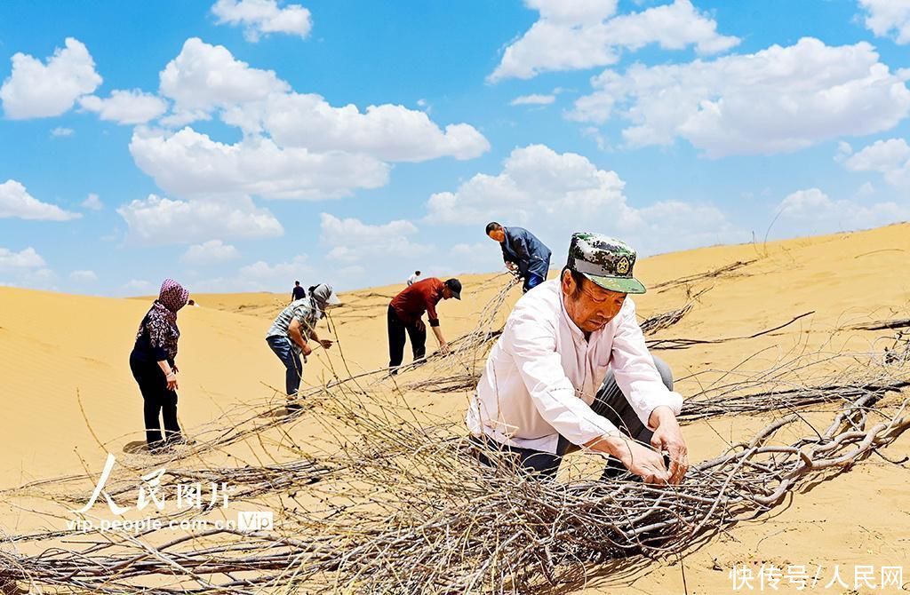 内蒙古鄂尔多斯：毛乌素沙漠披绿装