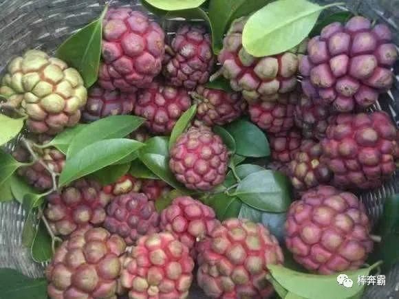  乐观|山里的一种野果是孩童的美食，大力开展人工种植，前景却不乐观