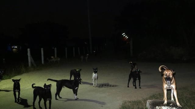  流浪狗|流浪狗，之所以流浪，为何所致