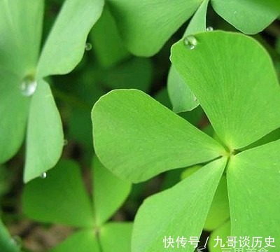 面包|幸运星四叶草面包