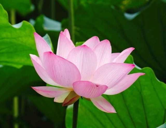  美的|那是一段至美的情感，将随我离去而消失于世界