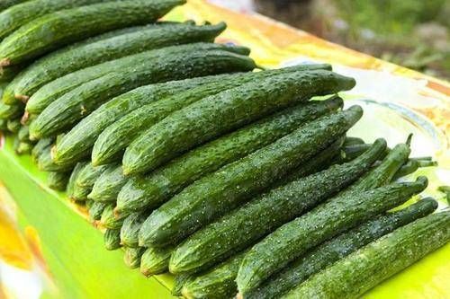  生长|“激素”黄瓜不要买，认准这4点，一眼辨就能辨出，再便宜也不要