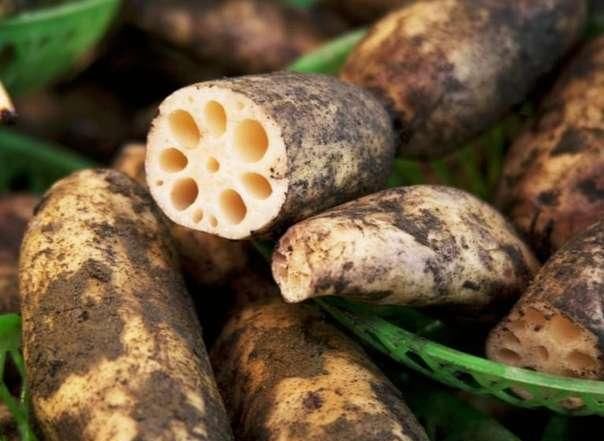 膳食纤维|你好,秋分,吃藕不会把你变丑,只会让你变健康