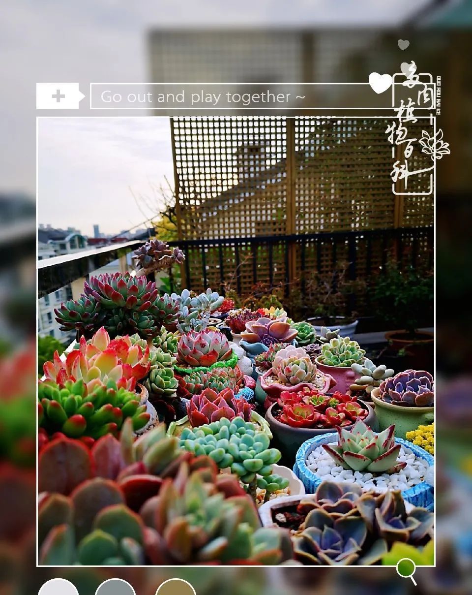  萌化|当粉粉的多肉捧在手心，我体验到了什么叫“萌化了心”