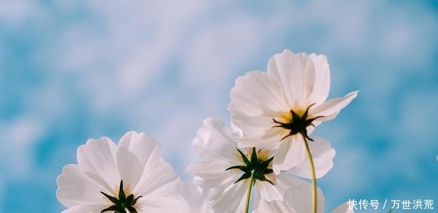 排行榜|十二星座女颜值排行榜,双鱼很可爱,第一名当之无愧