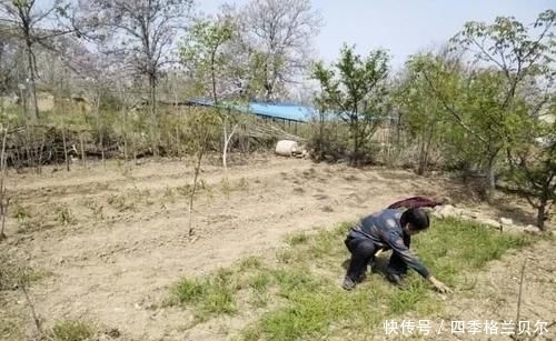 爬高|晋南农村79岁老两口,爬高上低开荒种菜,吃不完送乡亲