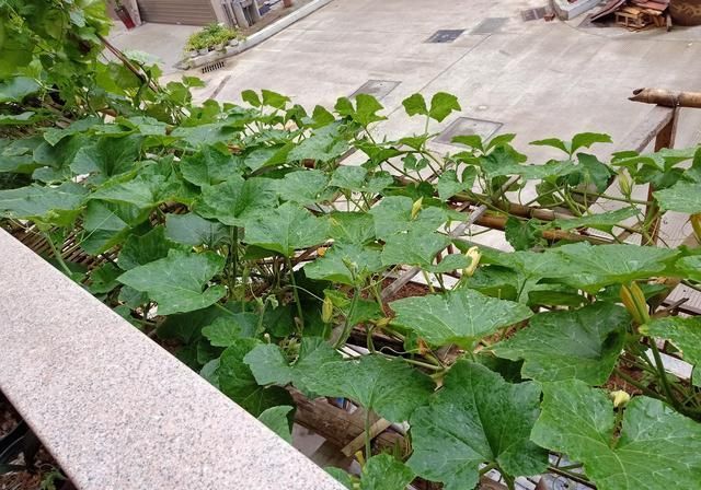  清香|一家子的极简早餐走红，清香软嫩却营养齐全，网友：一片冷淡风